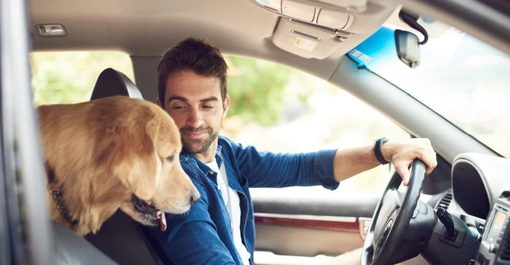 Får hunden sitta i bagageutrymmet? Det här säger reglerna om hund i bil