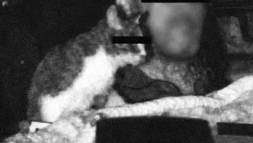 Katt fångad av fartkamera på tysk autobahn gav extra böter för lastbilsförare